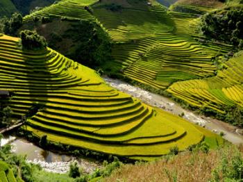 Bài giảng Địa lí 9 - Phạm Thị Hạnh - Bài 8: Sự phát triển và phân bố nông nghiệp