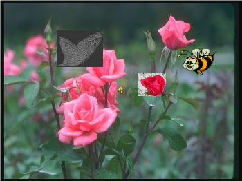 Bài thơ Ong và bướm