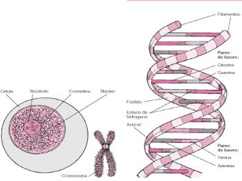 BÀI 15 ADN (Axit đềoxi ribônucleic)