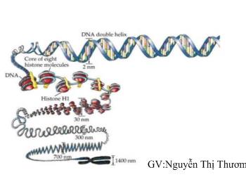Bài 16: ADN và bản chất của gen - Nguyễn Thị Thươm