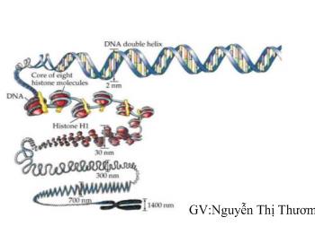 Tiết 15: ADN và bản chất của gen
