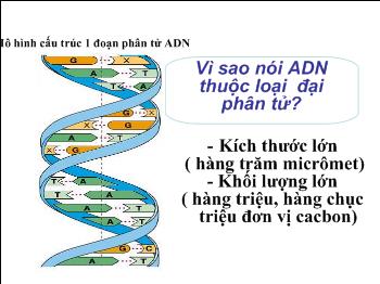 Trình bày cấu tạo hóa học của phân tử ADN