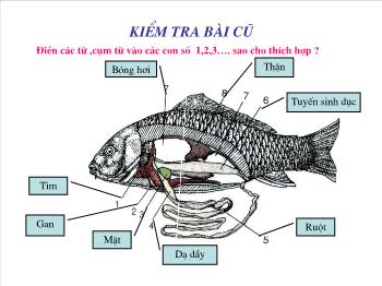Bài giảng môn Sinh học - Tiết 33: Cấu tạo trong của cá chép