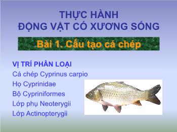 Bài giảng Sinh học - Bài 1: Cấu tạo cá chép