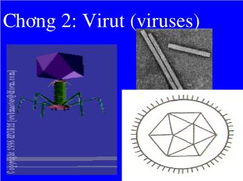 Bài giảng Sinh học - Chương 2: Virut (viruses)
