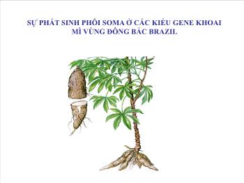 Bài giảng Sinh học - Sự phát sinh phôi soma ở các kiểu gene khoai mì vùng đông bắc brazil