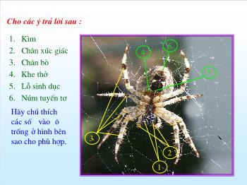 Bài giảng Sinh học - Tiết 2: Nhện và sự đa dạng của lớp hình nhện