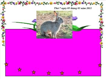 Bài giảng Sinh học - Tiết 49: Cấu tạo trong của thỏ