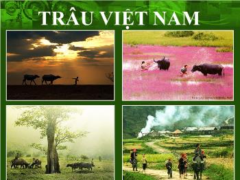 Bài giảng Sinh học - Trâu Việt Nam