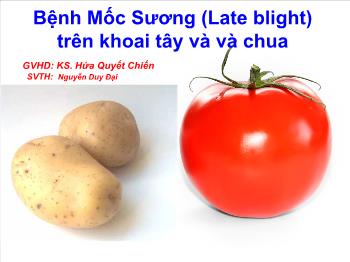 Bệnh mốc sương (late blight) trên khoai tây và và chua