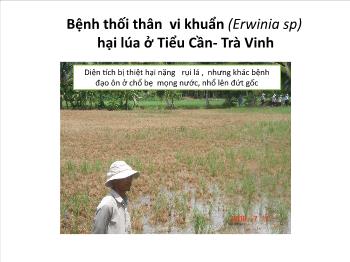 Bệnh thối thân vi khuẩn (Erwinia sp) hại lúa ở Tiểu Cần - Trà Vinh