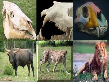 Bài giảng môn Sinh học - Bài 16: Tiêu hoá ở động vật