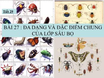 Bài giảng môn Sinh học - Bài 27: Đa dạng và đặc điểm chung của lớp sâu bọ